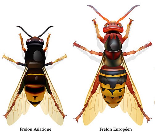 FRELONS