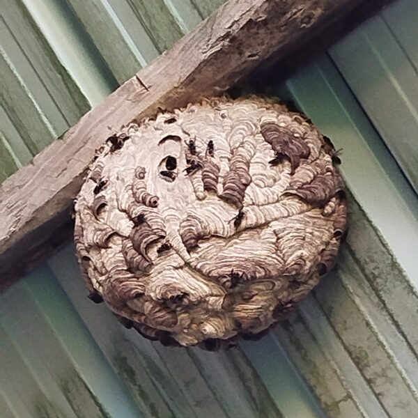 NID DE GUEPES FRELONS