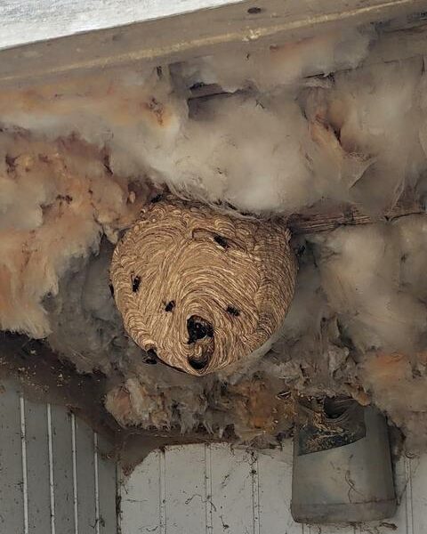 NID DE GUEPES FRELONS