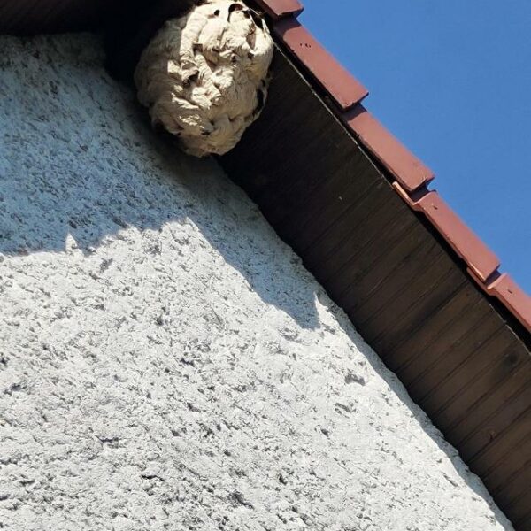 NID DE GUEPES FRELONS