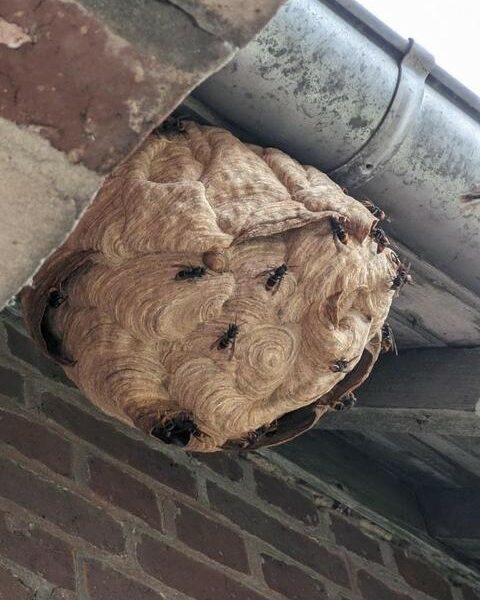 NID DE GUEPES FRELONS